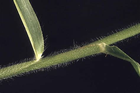 Annual grass weed seedling identification : Weed ...