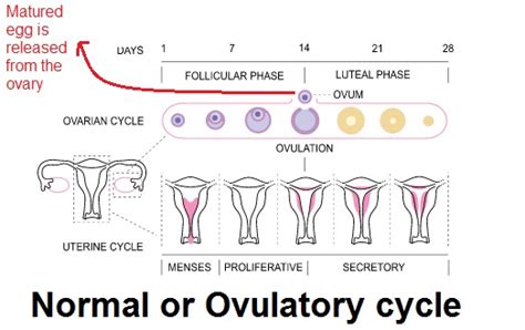 Anovulatory Cycle: How to Get Pregnant Naturally   Fight ...