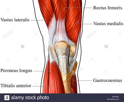 Anterior Muscles of Knee Stock Photo, Royalty Free Image ...