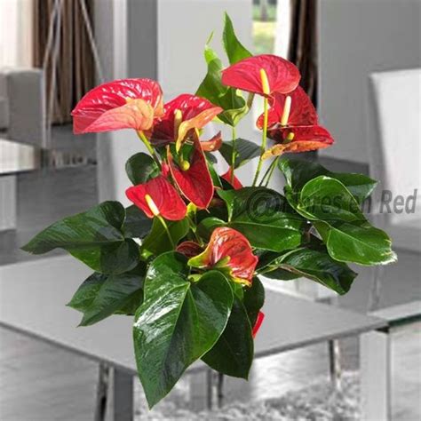 Anthurium una hermosa planta con flores rojas y hojas ...