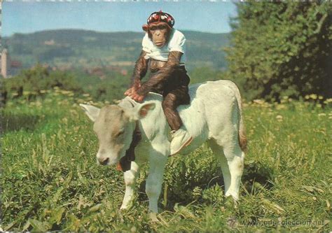 antigua postal vaca becerro y mono   animal   Comprar en ...