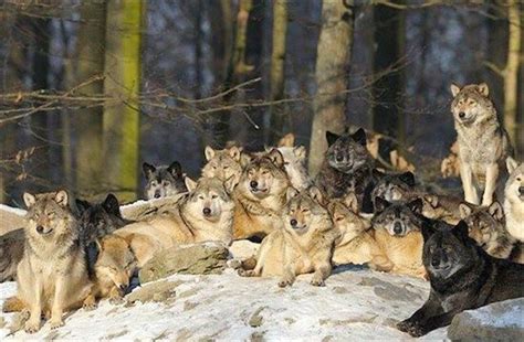 Antonio : Manada de lobos