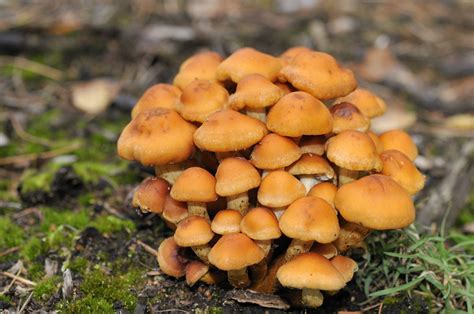 Any fungi lovers on the forums?   Off Topic   Killer ...