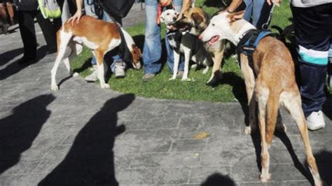 Apalean a varios perros en un albergue municipal en Benimámet