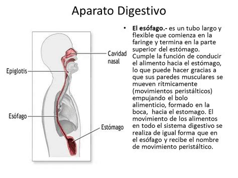 Aparato Digestivo El aparato digestivo tiene la función de ...