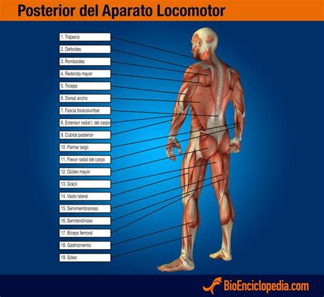 Aparato locomotor | Cuerpo Humano | Pinterest | Aparato ...