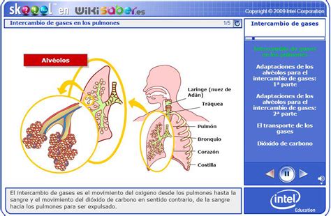 Aparato respiratorio | Blog de Alquería TIC