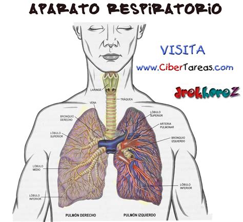Aparato Respiratorio del Ser Humano | CiberTareas