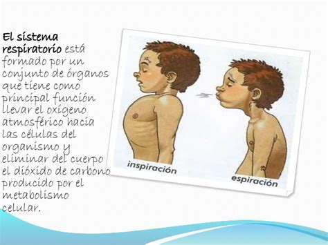 Aparato respiratorio explicado para niños   Imagui