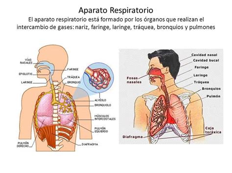 Aparato Respiratorio Se le conoce como sistema ...