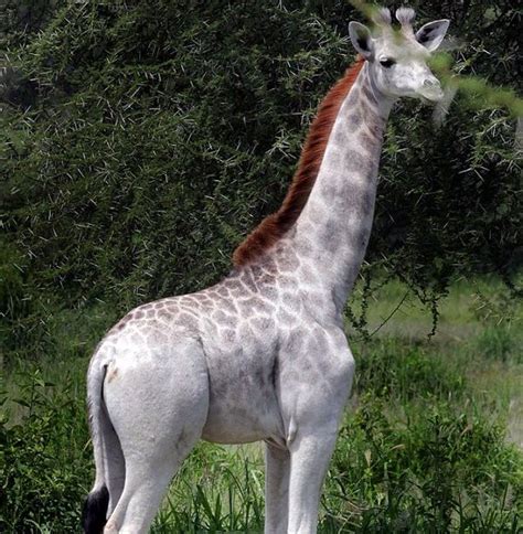 Aparece jirafa blanca en Tanzania | Taringa!