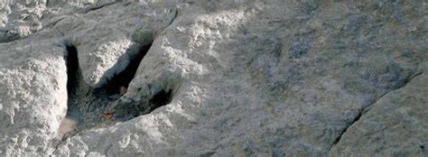 Aparecen huellas de dinosaurio en Martutene | martuteneauzoa