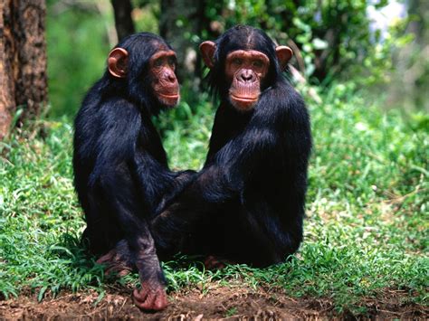 Apes | Wild Life Animal