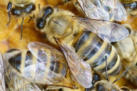 Apicultura en Eslovenia.   La apicultura en el mundo ...