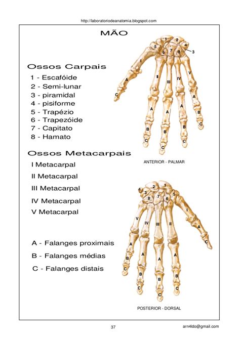Apostila anatomia sistema esqueletico