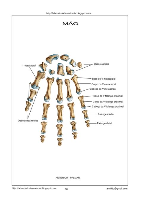 Apostila anatomia sistema esqueletico