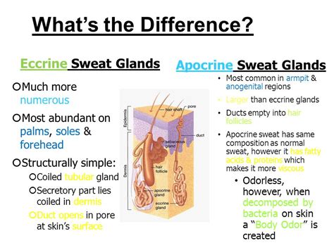 Appendages of the Skin You ll need 4 different colored ...