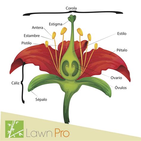 Aprendamos las partes de una flor. ‪#‎LawnPro‬ | Consejos ...