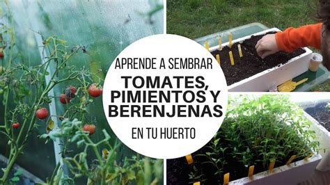 Aprende a sembrar tomates, pimientos y berenjenas en tu huerto