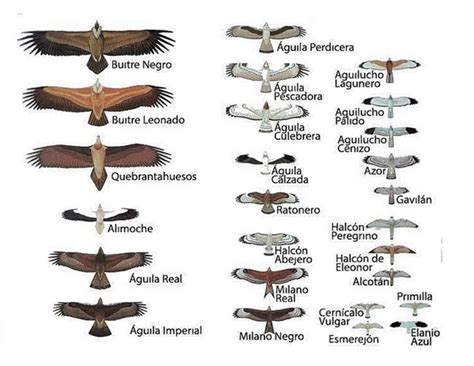 Aprende cómo reconocer aves en la naturaleza con Explora ...