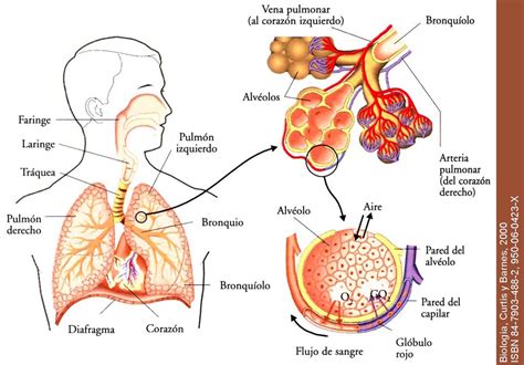 APRENDE y DISFRUTA con las CIENCIAS NATURALES: Anatomía ...