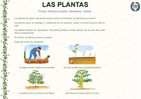 Aprender es divertido 3º: Las plantas