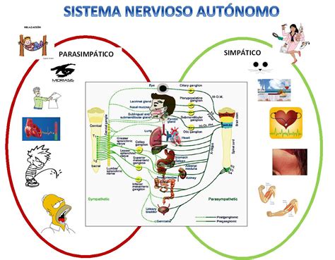 Aprendiendo fisiología humana: Sistema nervioso autónomo