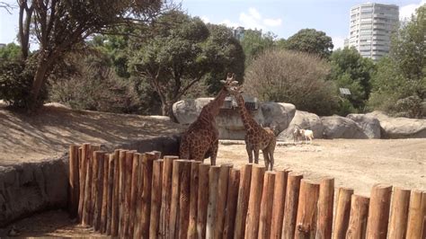 Aprueba ALDF cierre temporal del Zoológico de Chapultepec ...