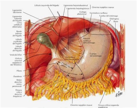 Apuntes de anatomía : Estómago