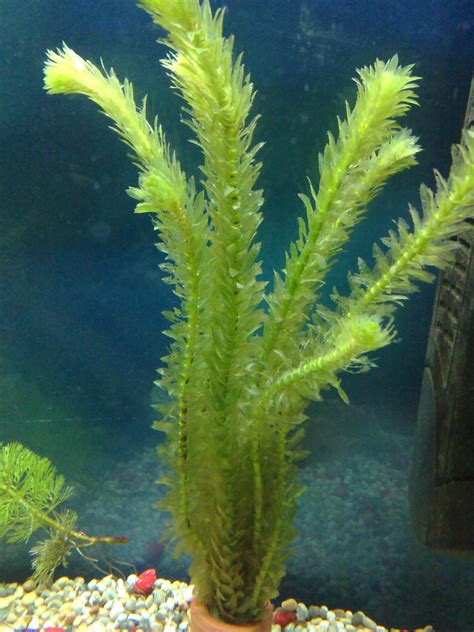 Aqua kingdom: Live Aquarium Plants Background Plants