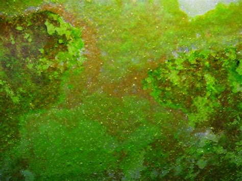 Aquarium Algae ID  updated May6th  10 Surface Skum