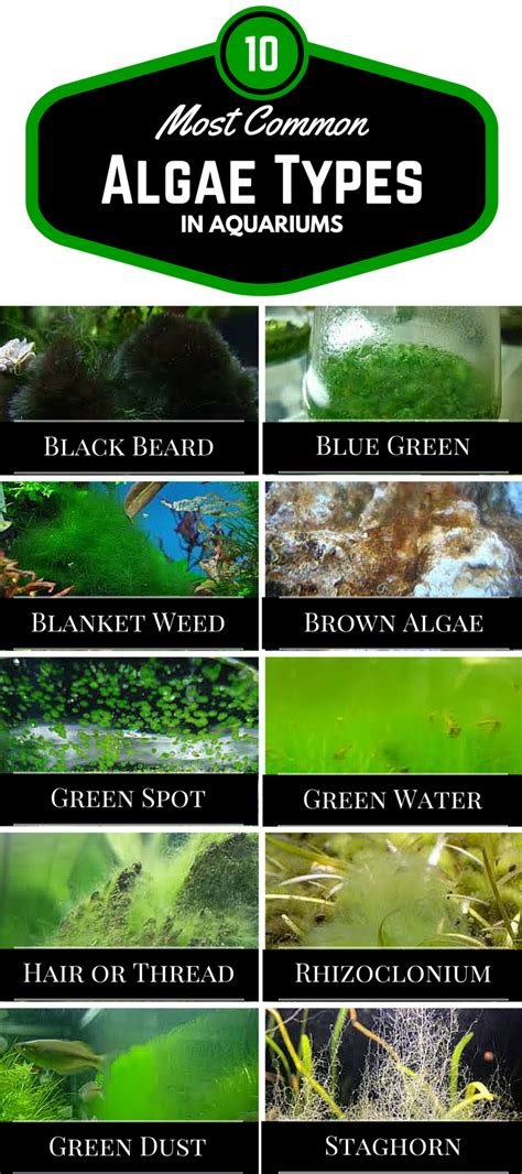 Aquarium Algae Types: The 10 Most Common Types of Aquarium ...