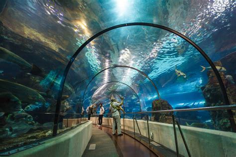 Aquarium   Barcelona Attractions