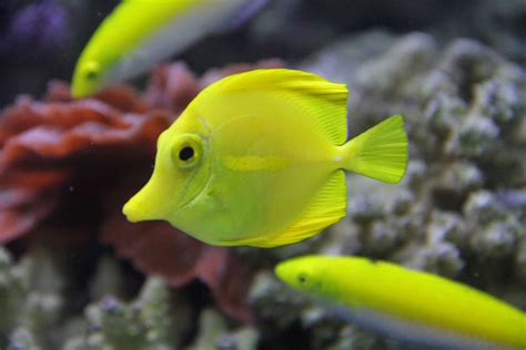 Aquarium Best Aquarium,Benefits of Aquarium,Fish Tank ...