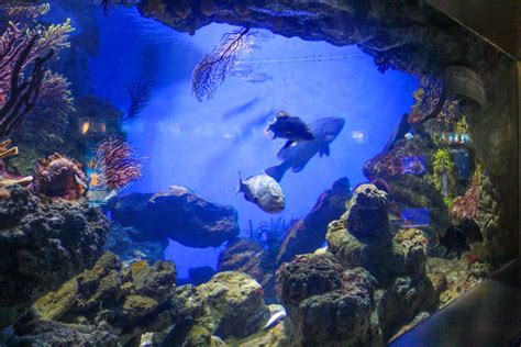 Aquarium de Barcelona   amazing experience for any kid