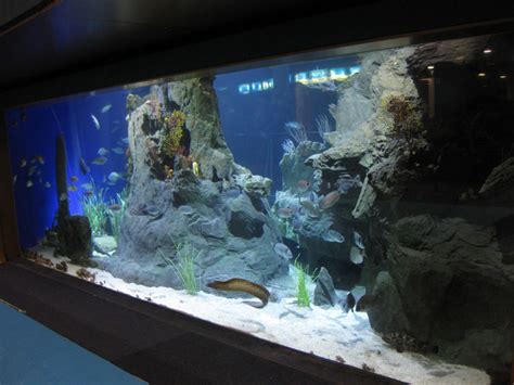 aquarium de barcelona bienvenido al   28 images   visita a ...