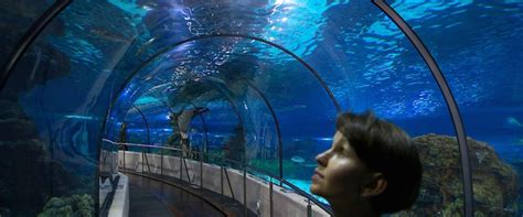Aquarium de Barcelona, ¡conoce los secretos del mar ...