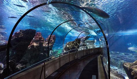 Aquarium de Barcelona: precios, horarios y cómo llegar