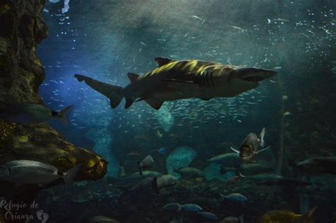 Aquarium de Donostia San Sebastián. Palacio del mar ...