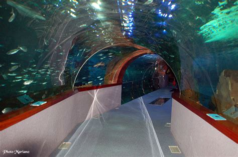 Aquarium de Saint Sébastien | Les Topos Pyrénées par Mariano