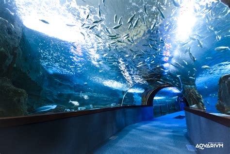 Aquarium de San Sebastián, ¡descubre los secretos del mar ...