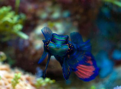 Aquarium Fish   Mandarin Fish | Animals Library