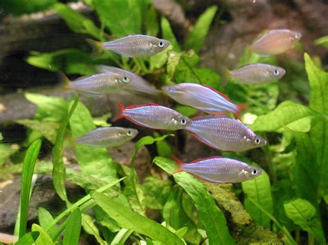 Aquarium Fish Plants : What Is Aquaponics And Why Is An ...