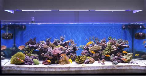 Aquarium Maintenance – Fins and Skins