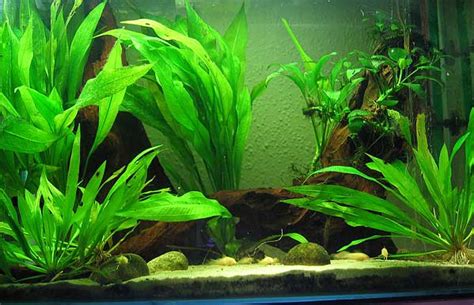 aquarium plants for beginners   Aquarium Plants for ...