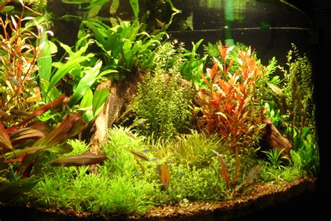 aquarium plants gravel Fish N Tips: Aquatic Plants 2017 ...
