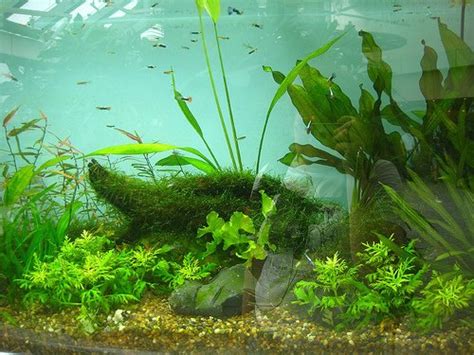 aquarium plants hard water Fish N Tips: Aquatic Plants ...