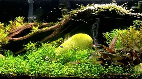 aquarium plants substrate   that a well planted tank needs ...