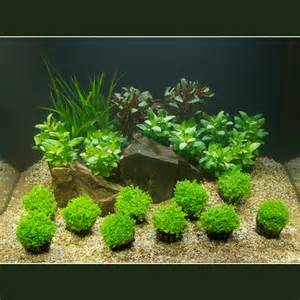 aquarium plants that grow on rocks   aquarium plant set 60 ...