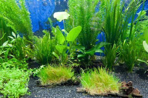aquarium plants video   Fish N Tips: Aquatic Plants 2017 ...